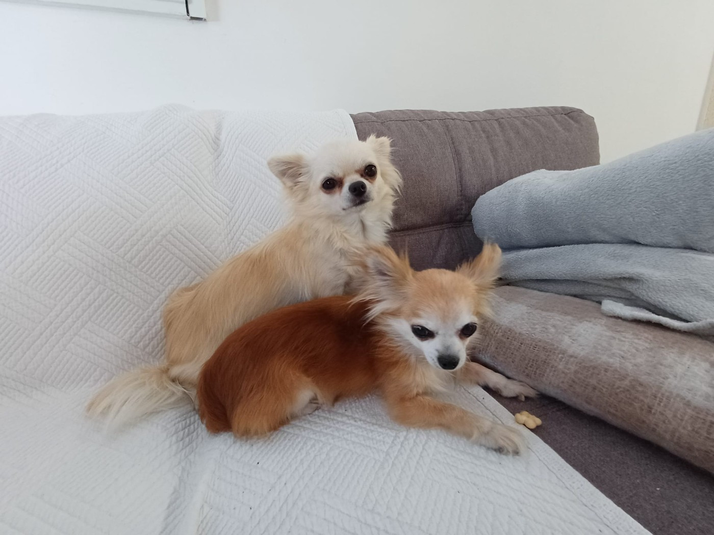 Recherche famille pour 2 inséparables