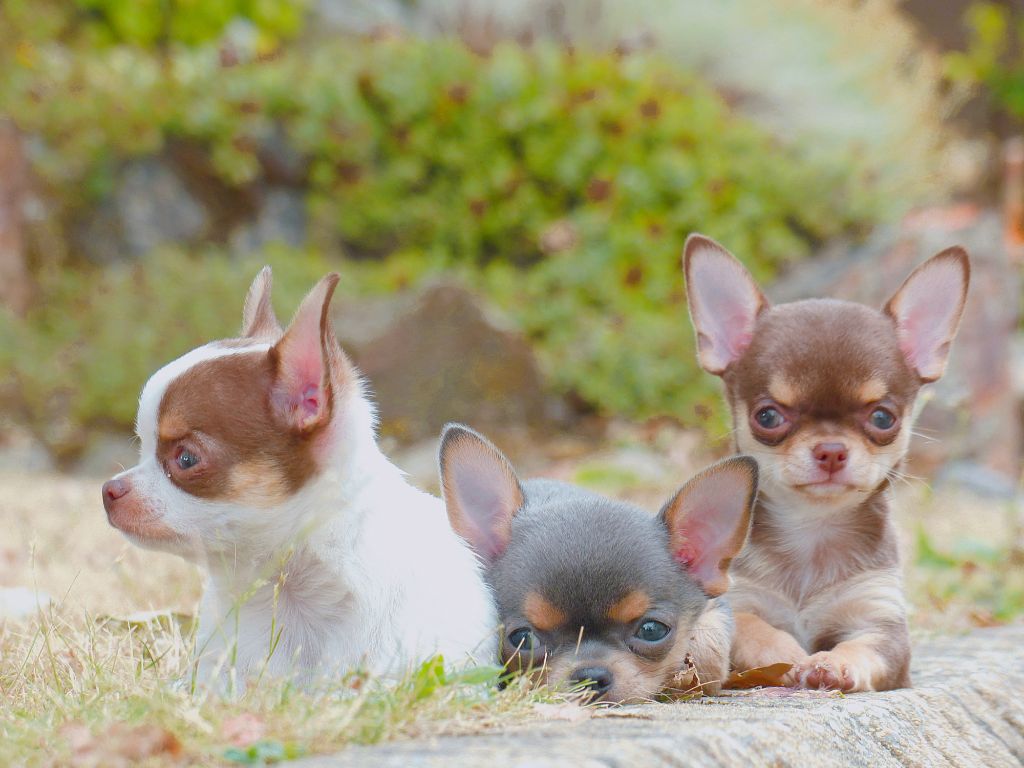 Des Minimoons De Gavanne - Chihuahua - Portée née le 05/05/2025