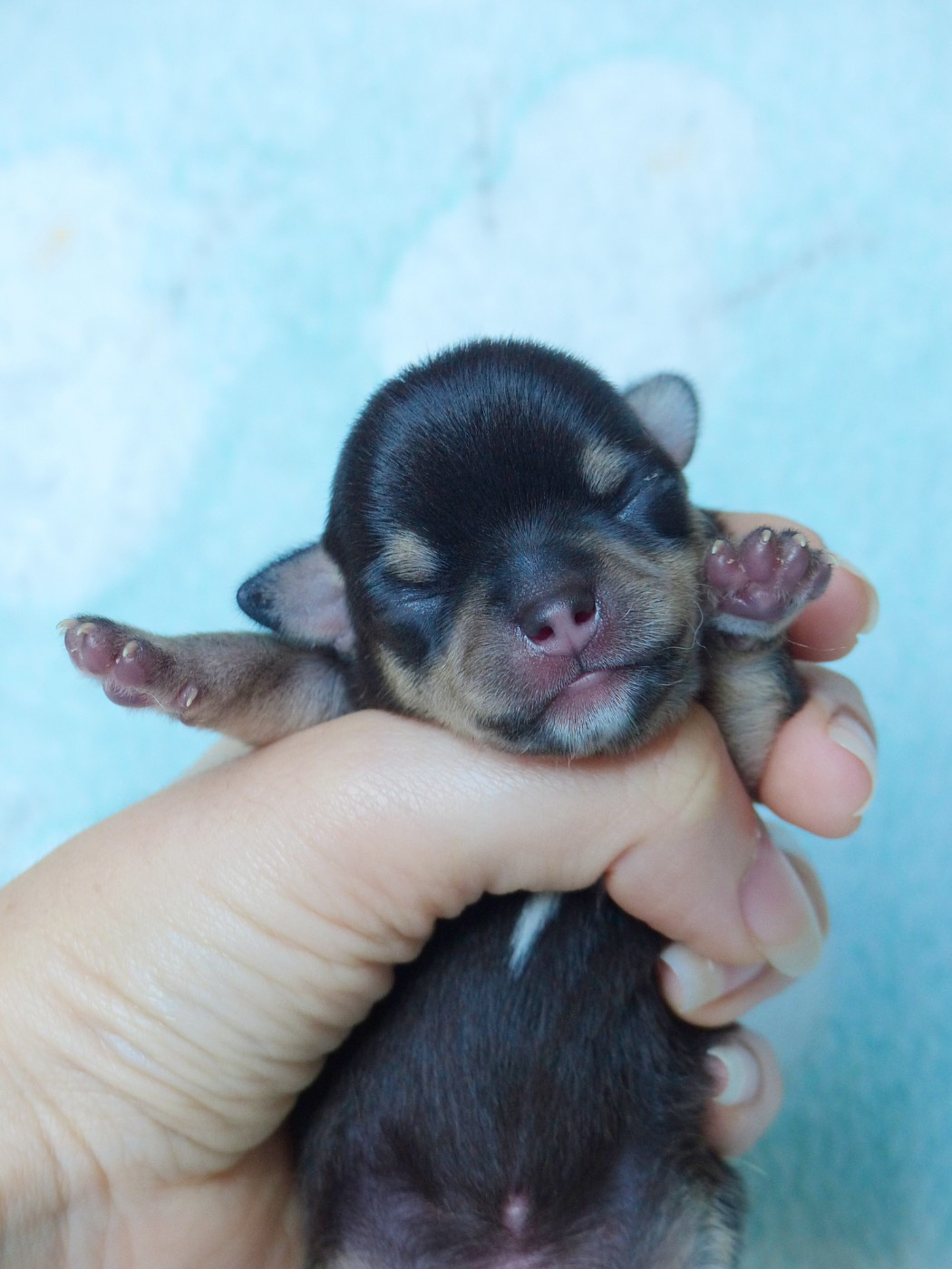 Des Minimoons De Gavanne - Chiots disponibles - Chihuahua