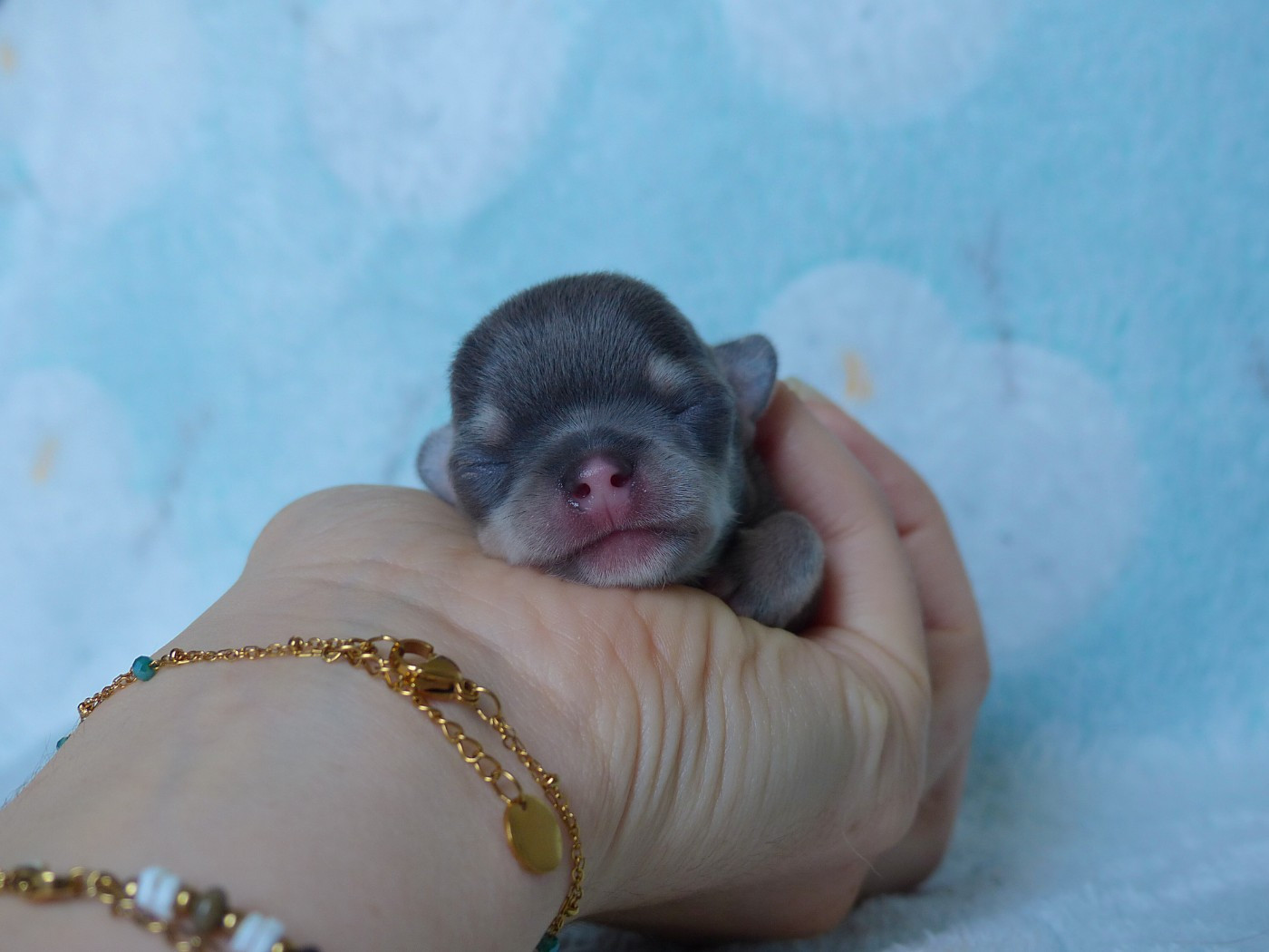 Des Minimoons De Gavanne - Chiots disponibles - Chihuahua