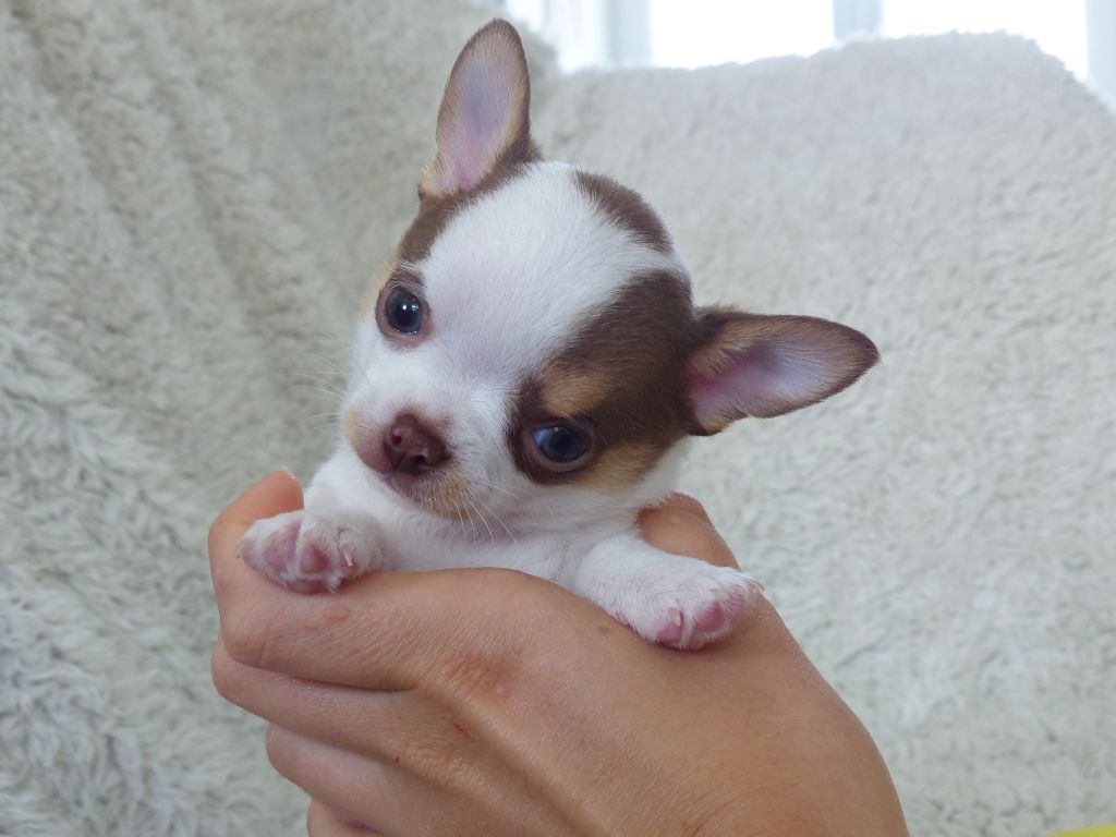 Des Minimoons De Gavanne - Chiots disponibles - Chihuahua