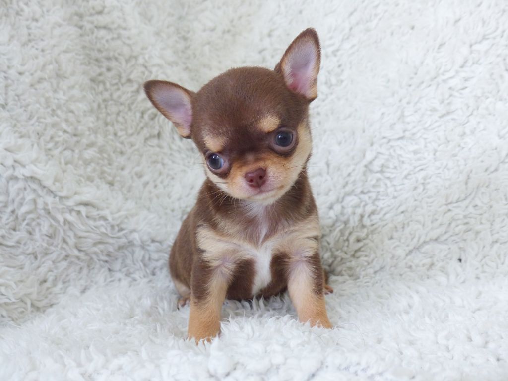 Des Minimoons De Gavanne - Chiots disponibles - Chihuahua