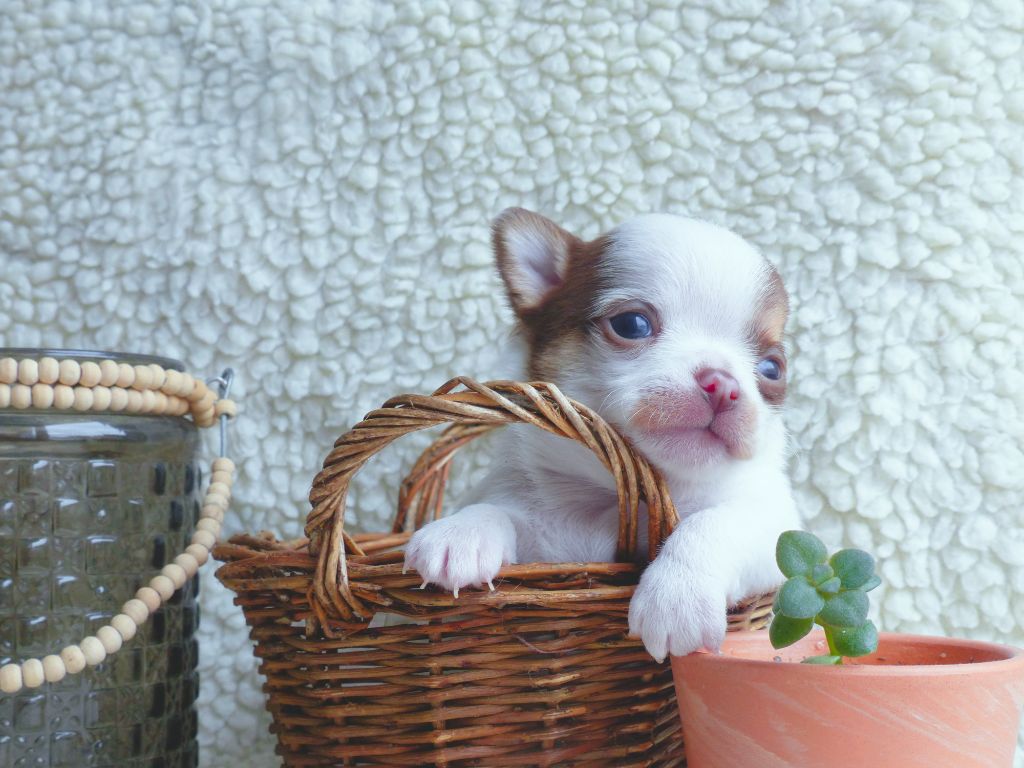 Des Minimoons De Gavanne - Chiots disponibles - Chihuahua