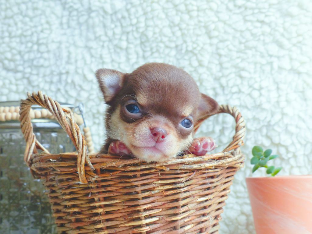 Des Minimoons De Gavanne - Chiots disponibles - Chihuahua
