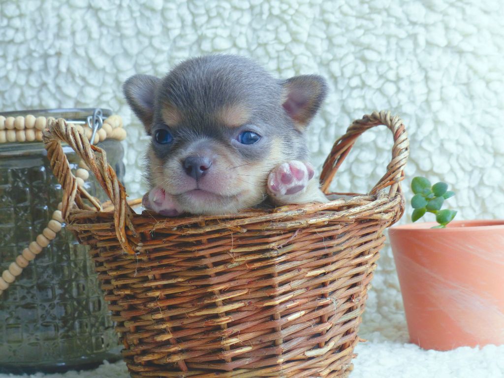 Des Minimoons De Gavanne - Chiots disponibles - Chihuahua